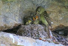 Western Flycatcher